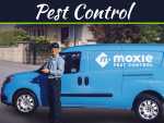 How Home Decors Can Affect Pest Infestation How Home Decors Can Affect Pest Infestation