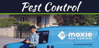 How Home Decors Can Affect Pest Infestation How Home Decors Can Affect Pest Infestation