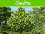 Ty Ty Nursery On Pawpaw Trees – Nature’s Hidden Secret
