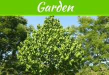 Ty Ty Nursery On Pawpaw Trees – Nature’s Hidden Secret