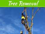 Get Professional Help For Tree Removal From The Home And Shoot Trimming Get Professional Help For Tree Removal From The Home And Shoot Trimming