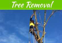 Get Professional Help For Tree Removal From The Home And Shoot Trimming Get Professional Help For Tree Removal From The Home And Shoot Trimming