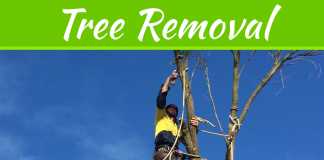 Get Professional Help For Tree Removal From The Home And Shoot Trimming Get Professional Help For Tree Removal From The Home And Shoot Trimming