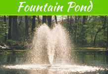 Learn How To Maintain Your Fountain Pond Learn How To Maintain Your Fountain Pond