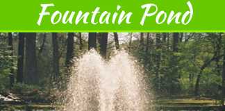 Learn How To Maintain Your Fountain Pond Learn How To Maintain Your Fountain Pond