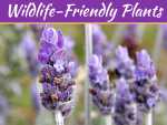 Top Wildlife-Friendly Plants For Summer 2019 Top Wildlife-Friendly Plants For Summer 2019