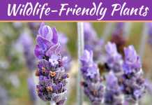Top Wildlife-Friendly Plants For Summer 2019 Top Wildlife-Friendly Plants For Summer 2019