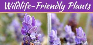 Top Wildlife-Friendly Plants For Summer 2019 Top Wildlife-Friendly Plants For Summer 2019