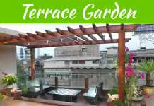 Creative Tips To Decorate A Terrace Garden For Homes And Apartments In Kerala Creative Tips To Decorate A Terrace Garden For Homes And Apartments In Kerala