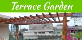 Creative Tips To Decorate A Terrace Garden For Homes And Apartments In Kerala Creative Tips To Decorate A Terrace Garden For Homes And Apartments In Kerala