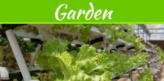 Canadian Hydroponics Store: Revolutionizing Modern Gardening Online The Deal Between Gardening & An Online Canadian Hydroponics Store