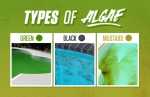 Types-Of-Algae-in-Pool