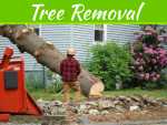 Common Reasons Why Trees Need Removal Common Reasons Why Trees Need Removal