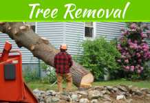 Common Reasons Why Trees Need Removal Common Reasons Why Trees Need Removal