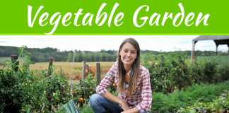 3 Tips To Grow Vegetables In A Small Garden 3 Tips To Grow Vegetables In A Small Garden