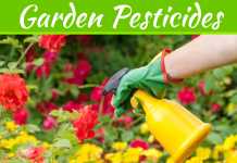How To Naturally Get Rid Of Garden Pests How To Naturally Get Rid Of Garden Pests