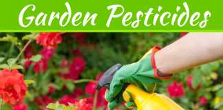 How To Naturally Get Rid Of Garden Pests How To Naturally Get Rid Of Garden Pests