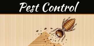 How To Prevent Pests In Any Area Of Your Home How To Prevent Pests In Any Area Of Your Home