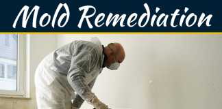 Everything You Need To Know About Mold And Mold Remediation Everything You Need To Know About Mold And Mold Remediation