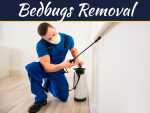 Exterminator Techniques For Ant And Roach Infestations: What To Expect Signs Of Bedbugs Infestation In Your Property