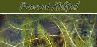Controlling Your Environment: 4 Ways To Prevent Milfoil From Getting Out Of Hand Controlling Your Environment: 4 Ways To Prevent Milfoil From Getting Out Of Hand