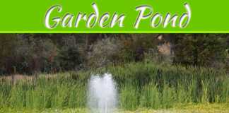 Debunking Common Myths About Owning A Garden Pond Debunking Common Myths About Owning A Garden Pond