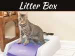 Self-Cleaning Litter Box Placement: Best Spots At Home Where To Put A Self-Cleaning Litter Box In Your Home