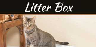 Self-Cleaning Litter Box Placement: Best Spots At Home Where To Put A Self-Cleaning Litter Box In Your Home