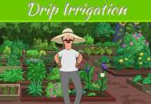 Drip Irrigation And How It Can Work Best For Your Garden? Drip Irrigation And How It Can Work Best For Your Garden?
