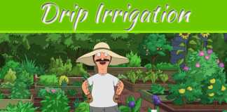 Drip Irrigation And How It Can Work Best For Your Garden? Drip Irrigation And How It Can Work Best For Your Garden?