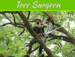 4 Signs You Should Call A Tree Surgeon