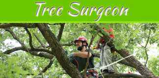 4 Signs You Should Call A Tree Surgeon 4 Signs You Should Call A Tree Surgeon
