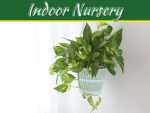 5 Best Indoor Nursery Plants 5 Best Indoor Nursery Plants
