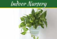 5 Best Indoor Nursery Plants 5 Best Indoor Nursery Plants