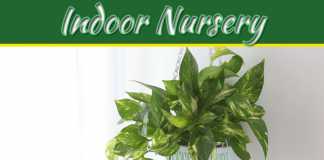 5 Best Indoor Nursery Plants 5 Best Indoor Nursery Plants