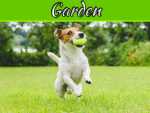 Save Your Lawn From These Common Problems Save Your Lawn From These Common Problems