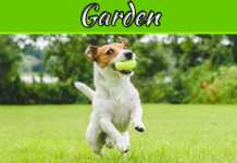 Save Your Lawn From These Common Problems Save Your Lawn From These Common Problems