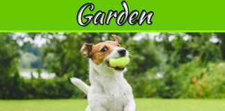 Save Your Lawn From These Common Problems Save Your Lawn From These Common Problems