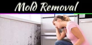 Top 5 Steps To Mold Removal Top 5 Steps To Mold Removal