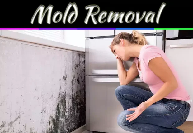 Top 5 Steps To Mold Removal