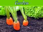 What Is The Easiest Thing To Grow In A Garden? What Is The Easiest Thing To Grow In A Garden?
