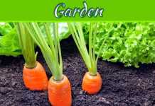What Is The Easiest Thing To Grow In A Garden? What Is The Easiest Thing To Grow In A Garden?