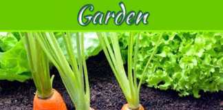 What Is The Easiest Thing To Grow In A Garden? What Is The Easiest Thing To Grow In A Garden?