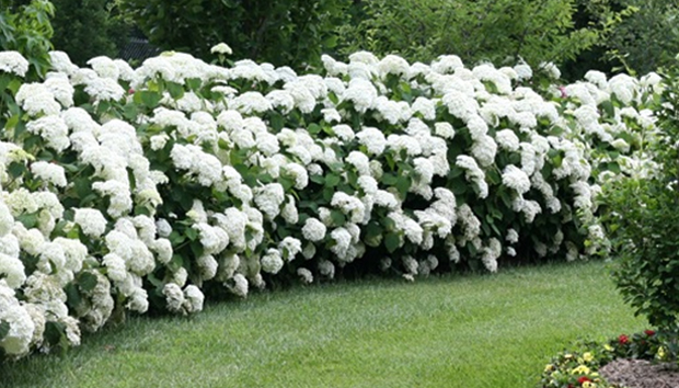 Hydrangea Hedge