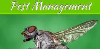 Getting Exterminators For Your Pest Problems Getting Exterminators For Your Pest Problems