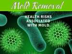 The Benefits Of Professional Mold Removal In Toronto The Benefits of Professional Mold Removal in Toronto