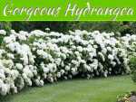 The Gorgeous Hydrangea: Full Introduction, Care And Tips The Gorgeous Hydrangea: Full Introduction, Care and Tips