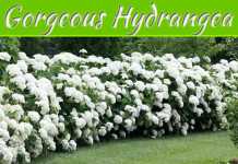 The Gorgeous Hydrangea: Full Introduction, Care And Tips The Gorgeous Hydrangea: Full Introduction, Care and Tips