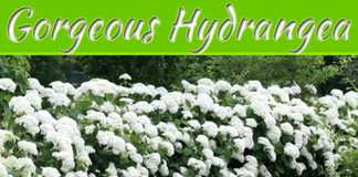 The Gorgeous Hydrangea: Full Introduction, Care And Tips The Gorgeous Hydrangea: Full Introduction, Care and Tips