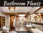 Plants That Thrive In The Bathroom